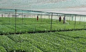 شهرک کشاورزی بهدشت چمستان وارد فاز اجرایی شد