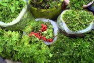 افزایش سطح زیرکشت سبزی و صیفی ارگانیک در نور