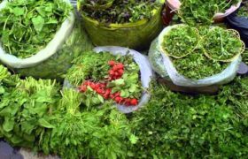 افزایش سطح زیرکشت سبزی و صیفی ارگانیک در نور