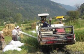 خلأ مرجع قیمت‌گذاری برنج؛ دستاویزی برای تنش‌های قیمتی بازار/دستمزدهای لاکچری امان شالیکاران را بریده است!