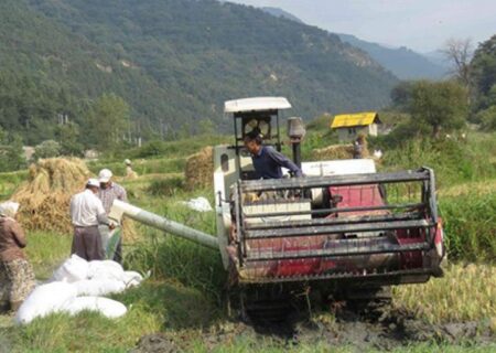 خلأ مرجع قیمت‌گذاری برنج؛ دستاویزی برای تنش‌های قیمتی بازار/دستمزدهای لاکچری امان شالیکاران را بریده است!