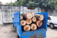 کشف سه و نیم تن چوب جنگلی قاچاق در نور