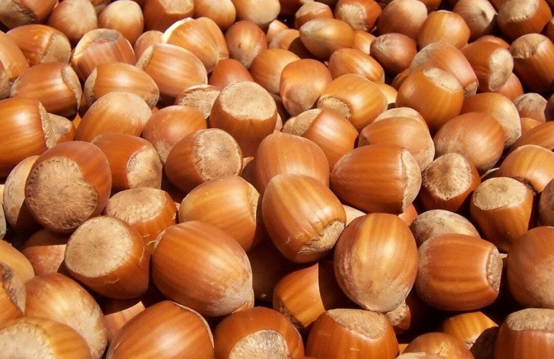 تولید ۲۹۰ تن فندق امسال در نور
