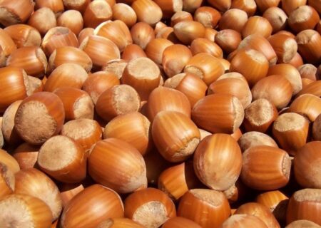 تولید ۲۹۰ تن فندق امسال در نور